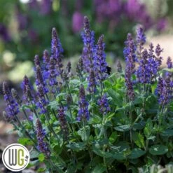 SALVIA 'BUMBLEBLUE'®'