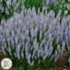 SALVIA 'PERFECT PROFUSION'®'