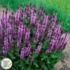 SALVIA 'PINK PROFUSION'®'