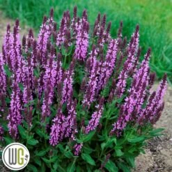 SALVIA 'PINK PROFUSION'®'