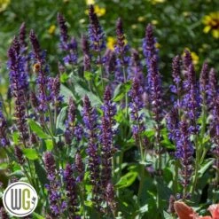 SALVIA 'VIOLET RIOT'®'