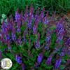 SALVIA 'VIOLET PROFUSION'®'