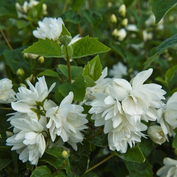 Pibeved / Uægte Jasmin 'Schneesturm' 1 Pibeved / Uægte Jasmin 'Schneesturm'