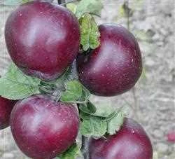 Æbletræ 'Spartan' 1 Æbletræ 'Spartan'