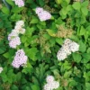 Spiraea "Little Princess"