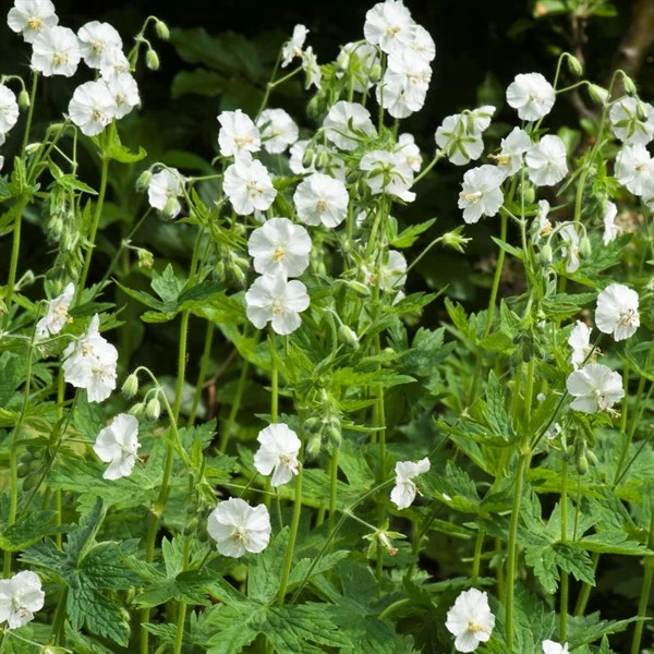 Bølgekronet Storkenæb 'Album' 1 Bølgekronet Storkenæb 'Album'