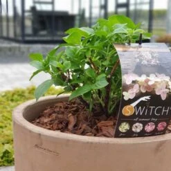 Havehortensia `Swich`