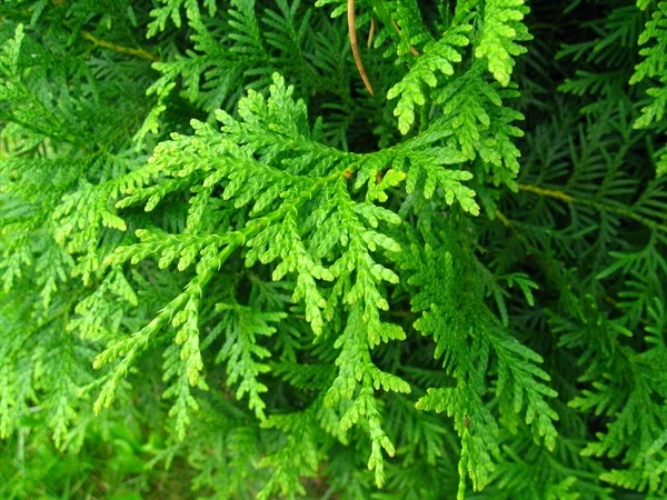 Livstræ (Thuja "Brabant") 80-100 Cm 1 Livstræ (Thuja "Brabant") 80-100 Cm