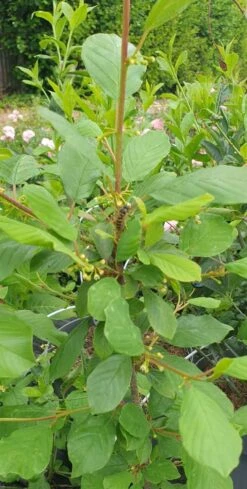 Tørst Rhamnus Frangula