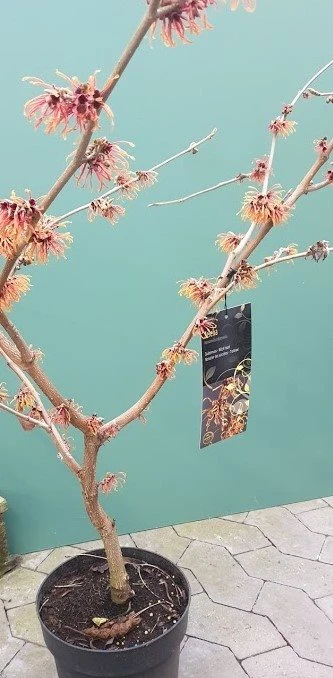 Troldnød "Jelena" 1 Troldnød "Jelena"