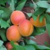 Abrikos `Orangered`