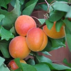 Abrikos `Orangered`