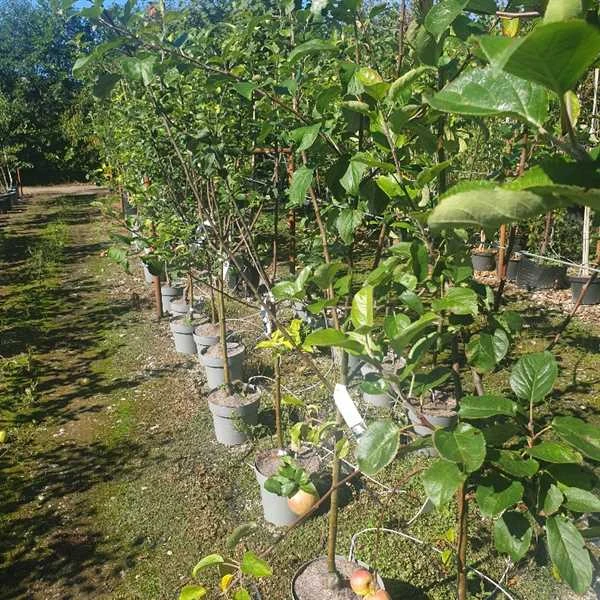 10 Stk. Vildtfrugttræer - 2. Sortering Frugttræer 1 10 Stk. Vildtfrugttræer - 2. Sortering Frugttræer