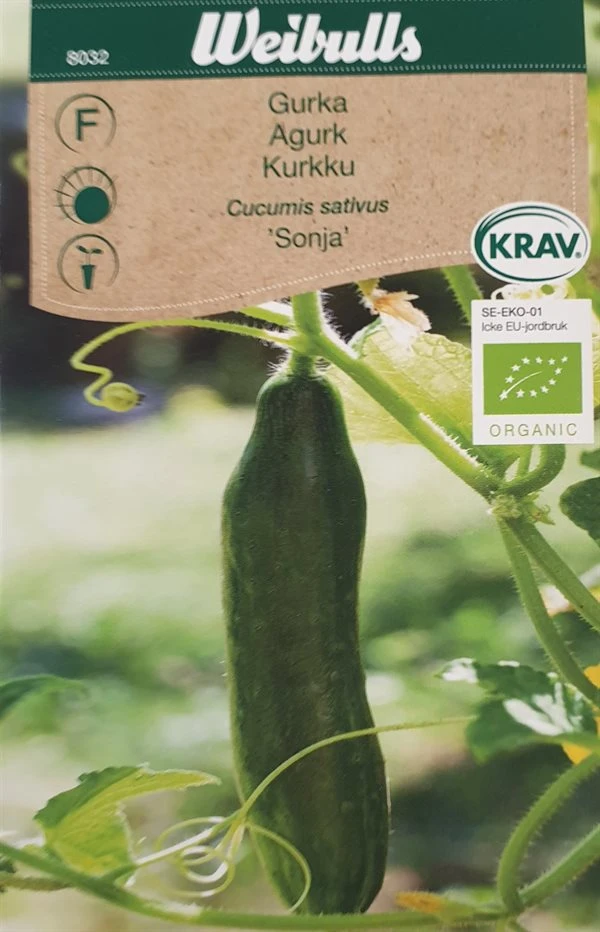 Agurk øko 1 Agurk øko