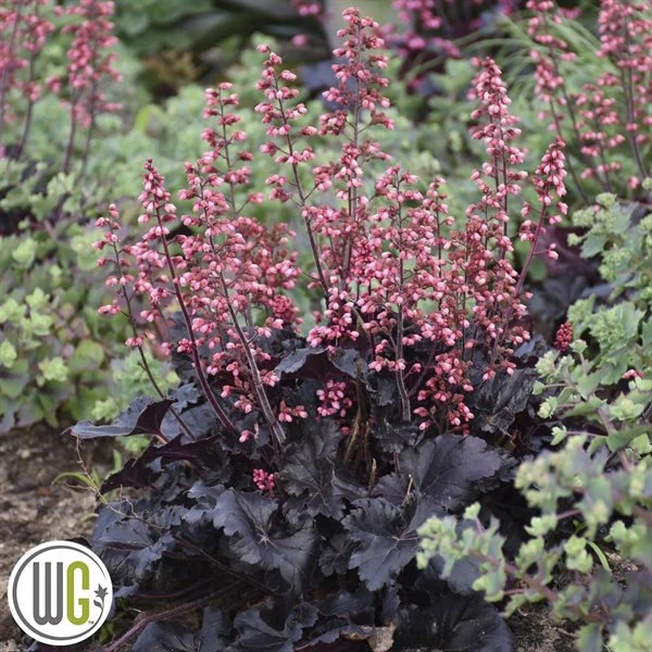 Alundrod 'TIMELESS NIGHT'®' 1 Alundrod 'TIMELESS NIGHT'®'