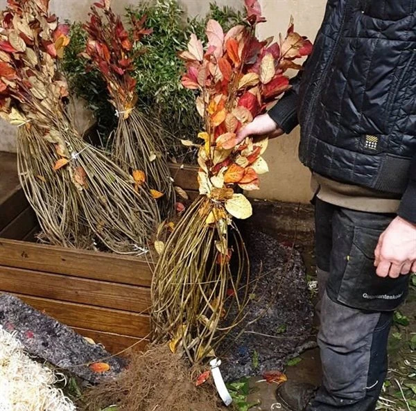 Surbær - Aronia 50 - 80 Cm 1 Surbær - Aronia 50 - 80 Cm