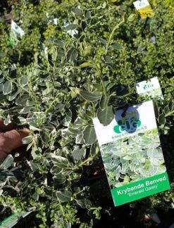 Krybende Benved - 'Emerald Gaiety' 1,5L