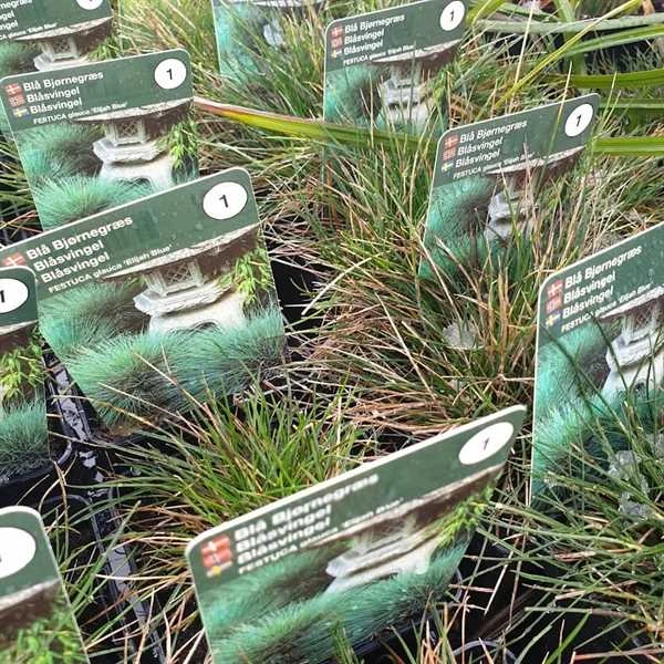 Blå Bjørnegræs 1 Blå Bjørnegræs