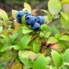 Blåbær 'Blue Crop'