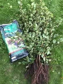 Bøgehæk 120 -140 Cm