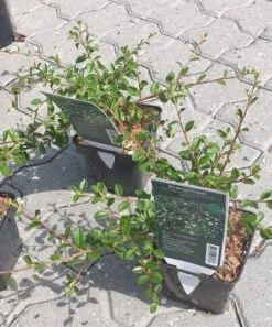 DVÆRGMISPEL - COTONEASTER 'CORAL BEAUTY'