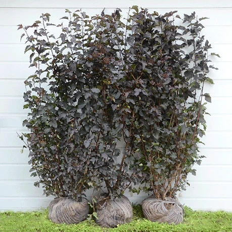 Færdighæk Blærespiraea `Diabolo` 1 Færdighæk Blærespiraea `Diabolo`