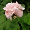 Dronning Ingrid Pelargonie