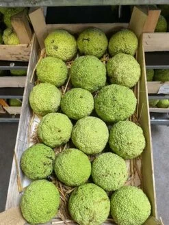 Edderkoppe Skræmmere - Orange-morbær