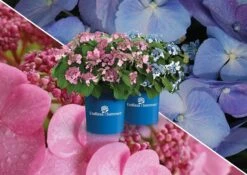 Endelses Summer `Twist -N -Shout`