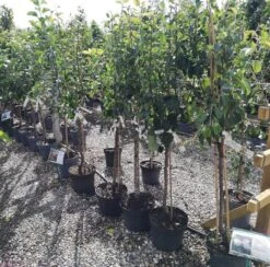 Familie - æbletræ Med 3 Sorter