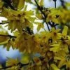Vårguld - Forsythia 'Weekend'