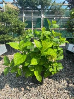 Havehortensia `Clara`