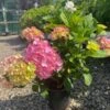 Havehortensia `Dorthea`