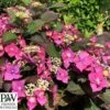 Havehortensia `Blackberry Pie` PW