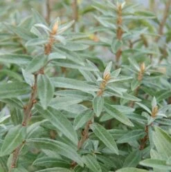 Havtorn Lav Prydplante