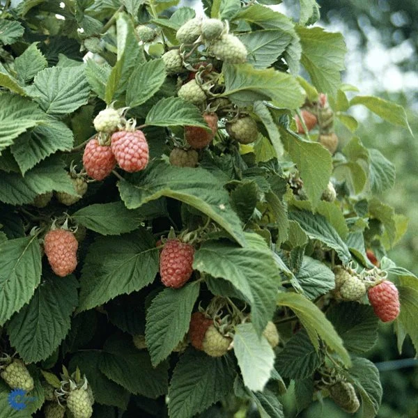 Hindbær 'Aroma Queen' 1 Hindbær 'Aroma Queen'