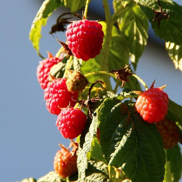 Hindbær `Algonquin` 1 Hindbær `Algonquin`