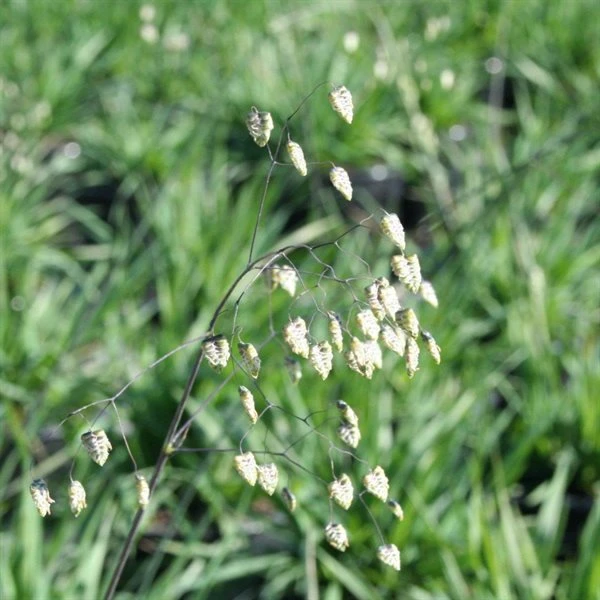 Hjertegræs `Briza Media` 1 Hjertegræs `Briza Media`