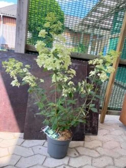 Hortensia `Rispenhortensie`