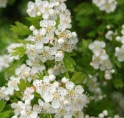 Hvidtjørn 60-100 Cm