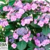 Havehortensia 'Blueberry Chesecake' PW