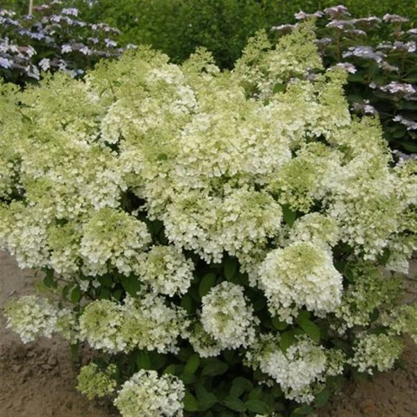 Syrenhortensia 'BOBO' 1 Syrenhortensia 'BOBO'