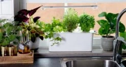 Hydroponisk Dyrkning