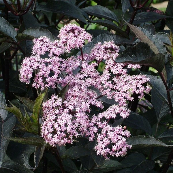 Hyld 'Black Beauty' 1 Hyld 'Black Beauty'