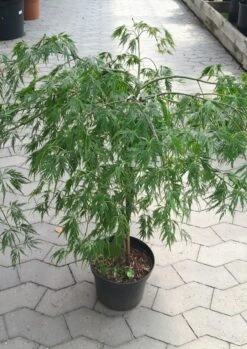 Japansk Ahorn (Dissectum Viride)