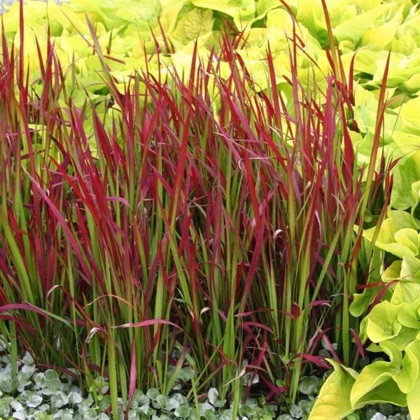 Japansk Blodgræs `Red Baron` 1 Japansk Blodgræs `Red Baron`