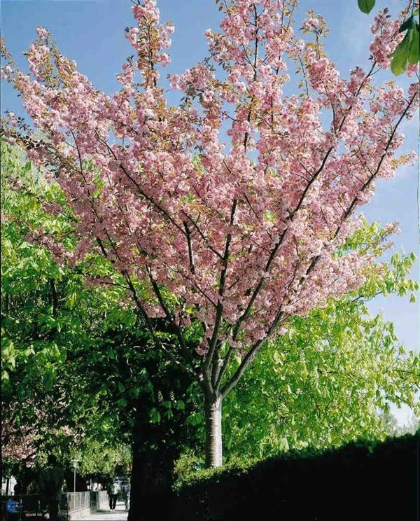 Japansk Kirsebærtræ `Kanzan` 1 Japansk Kirsebærtræ `Kanzan`