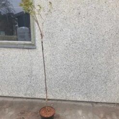 Japansk Kirsebær `Kanzan`