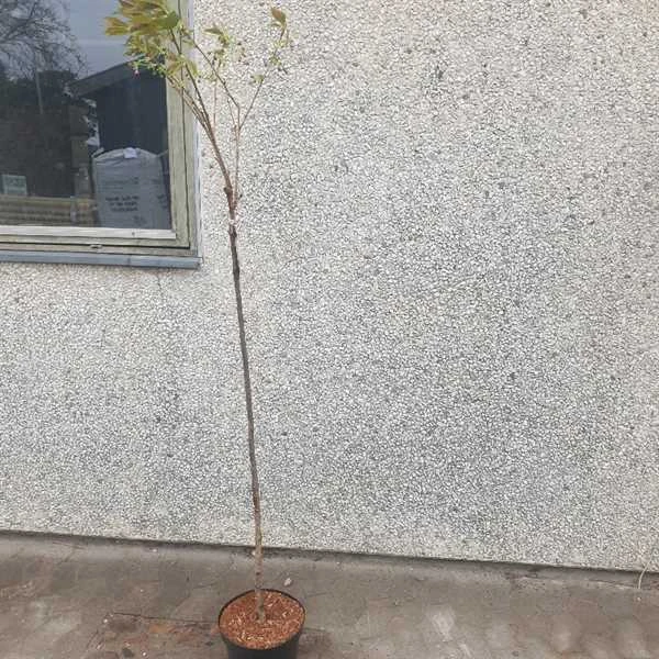 Japansk Kirsebær `Kanzan` 1 Japansk Kirsebær `Kanzan`