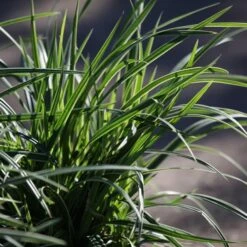 Japansk Star Græs (Carex Morrowii) `Ice Dance`